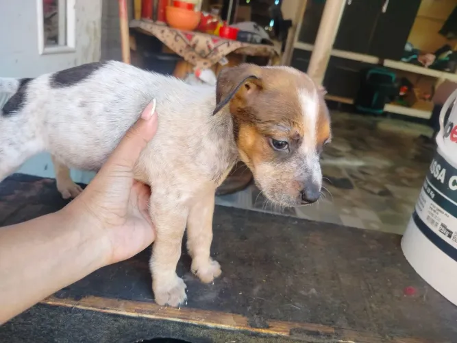 Fox Paulistinha