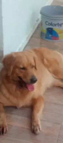Adestramento e passeio!