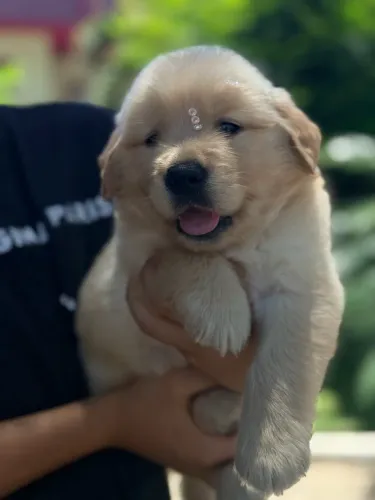 Filhotes de Golden Retriever Alto Padrão 