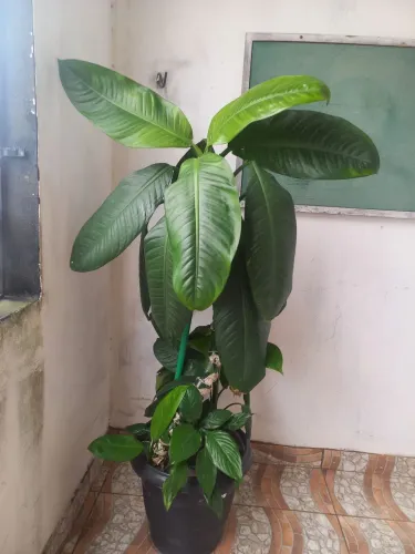Planta Comigo Ninguém Pode