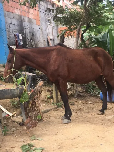 Égua 