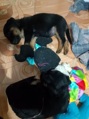 Cachorro ?