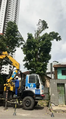 podador de árvore limpeza e remoção de entulhos