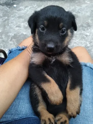 Rottweiler