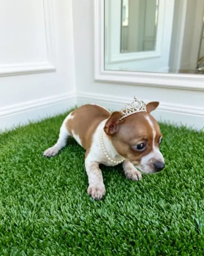 Princesa Pinscher Fêmea Super Esperta