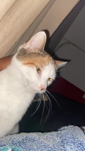 Doação de gata