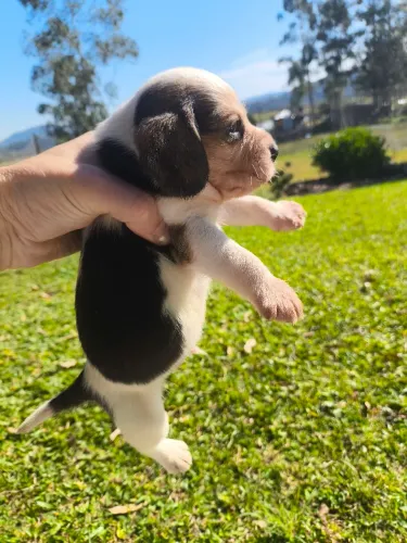 Filhotes de Beagles