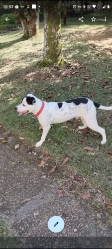 Filhote de Pit Bull mestiço para doação