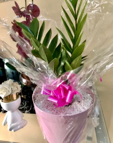 Lindas plantas para seu lar