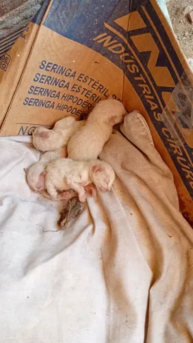 Adoção responsável , gatinhos