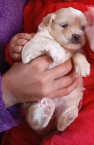 Filhote de Shih tzu a venda 
