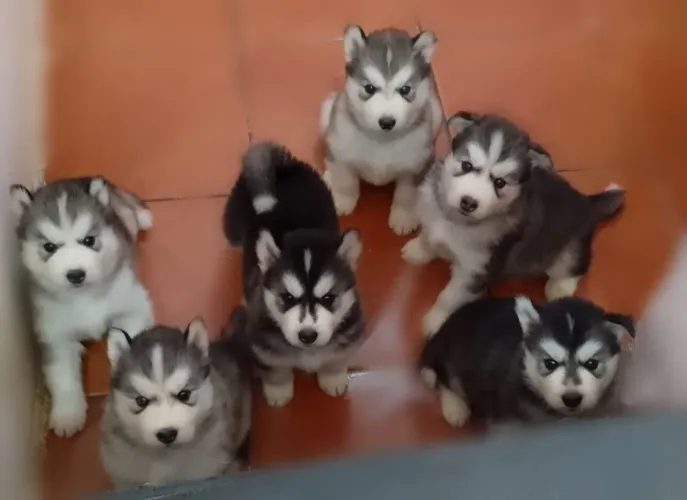 FILHOTES DE HUSKY SIBERIANO WOOLY- PROMOÇÃO ESPECIAL
