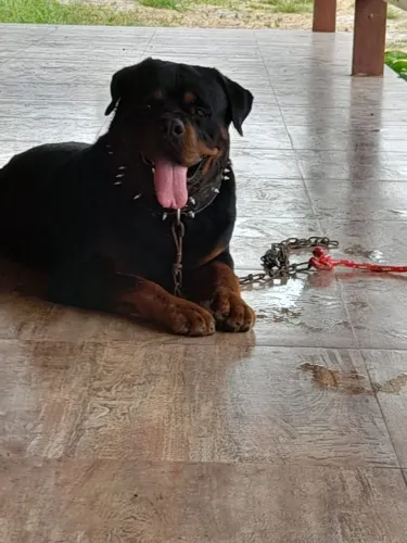 Rottweiler Disponível para cobertura 
