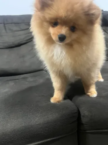 Spitz Alemão Macho