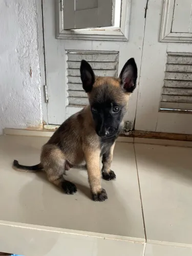 Filhote 48 dias fêmea pastor belga Malinois.