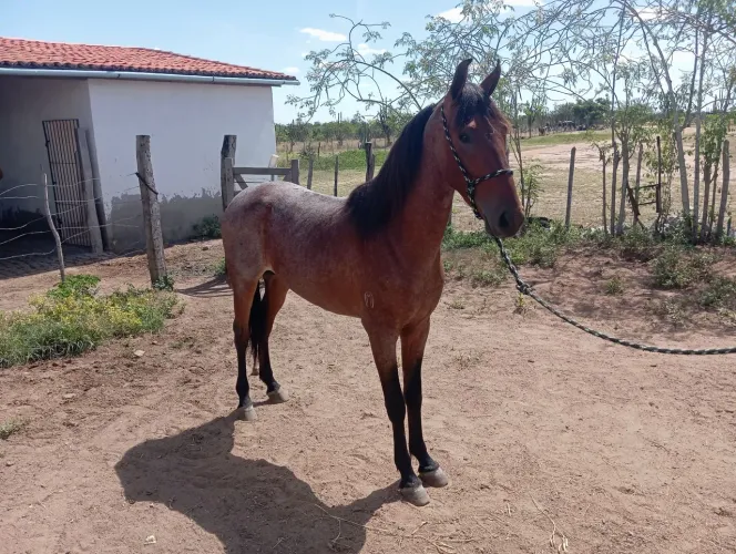 Cavalo de picado Mangalarga Machador