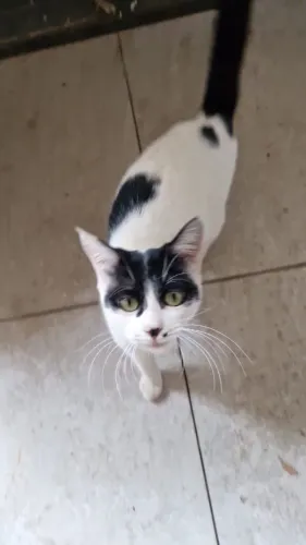 ADOCAO RESPONSÁVEL- GATOS
