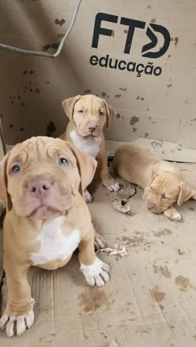 Filhote de pitbull