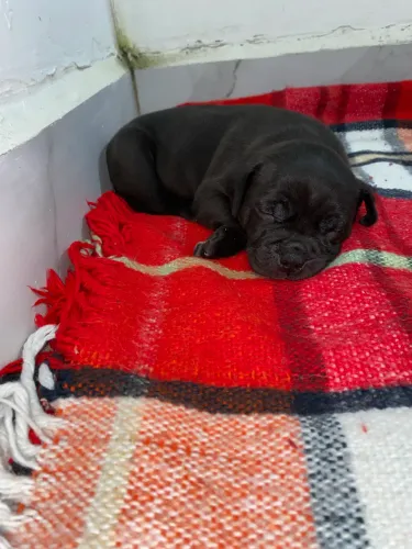 Filhote de american bully
