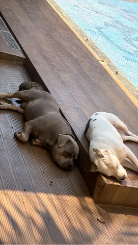 American bully