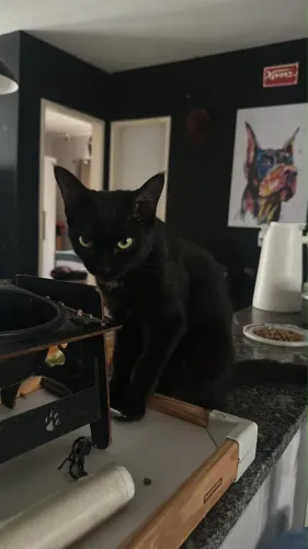 Gata para adoção 