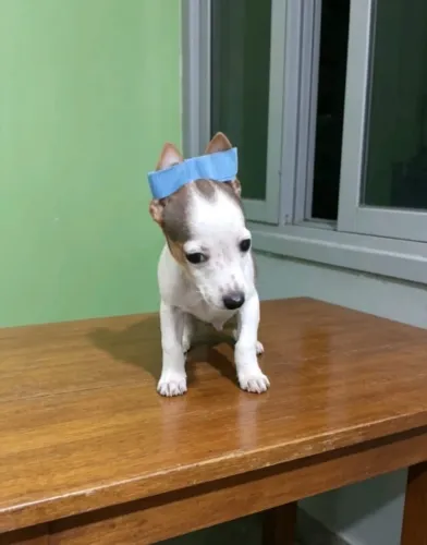 Filhotes de Pinscher Mini em diversas cores.