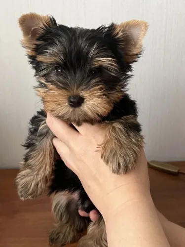 Yorkshire Terrier - Companheiros Cheios De Vida 
