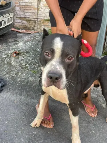 Pitbull para doação