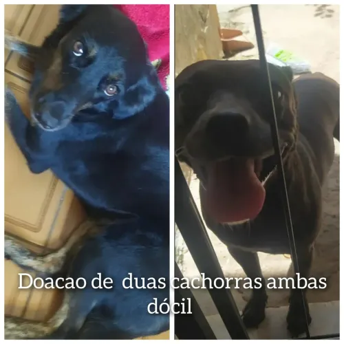Doando duas cachorras ambos dócil super carinhosas quem quiser só chamar