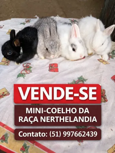 Vende se coelho nertherlandia com 60 dia