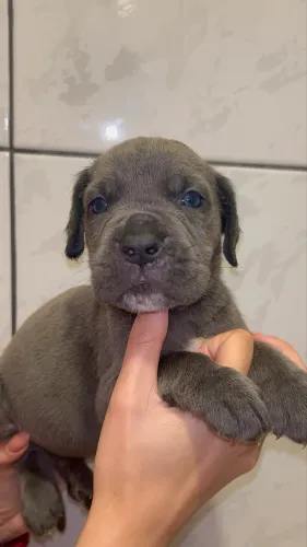 Cane corso