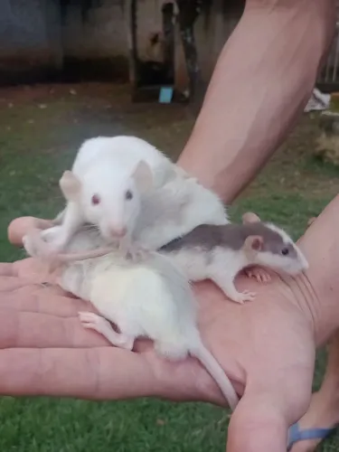Ratos Dumbo filhotes