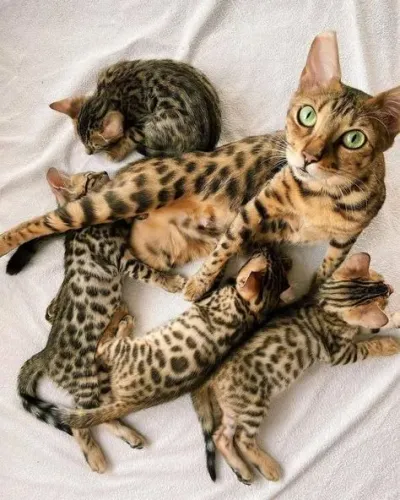 Bengal Filhotes 