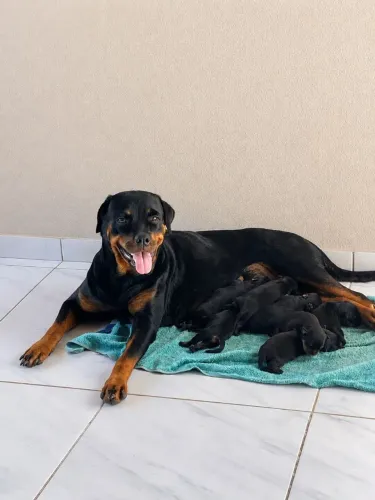 Rottweiler filhote