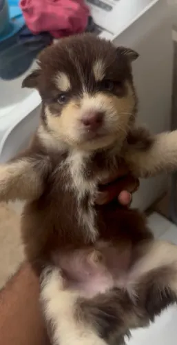 Filhote de husky