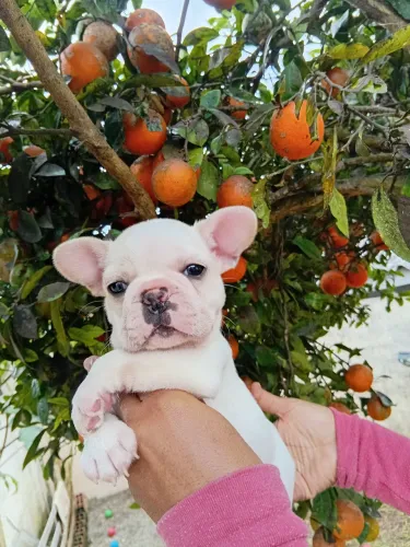  Bulldog Francês!!