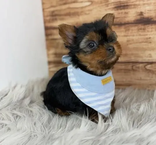 Vendo filhotes de yorkshire fêmeas micro 