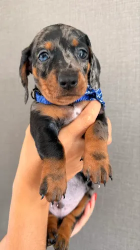Mini Dachshund - Salsichinha ?