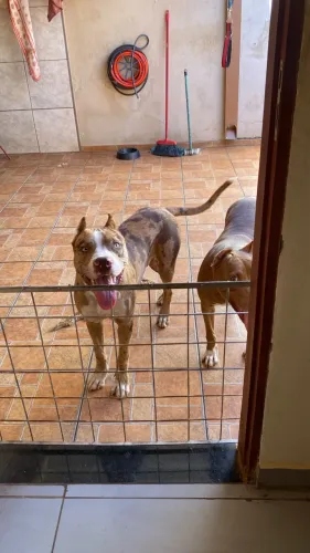 Pit monster Merle 9 meses