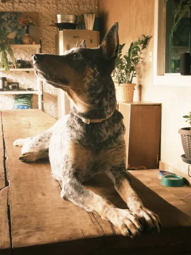 Boiadeiro Australiano Disponível para cruzamento