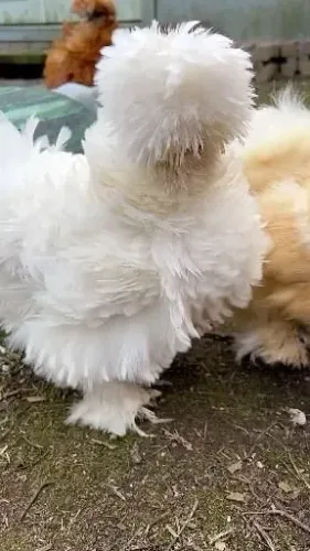 Pintinho galinha sedosa frizada