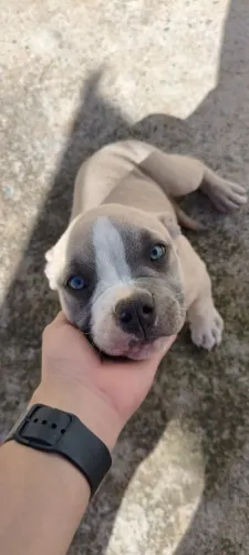 Filhote de American Bully Pocket