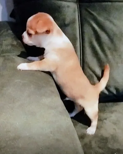 Chihuahua 
