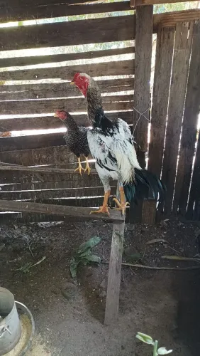 Galo IG