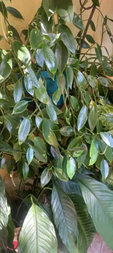 Plantas 