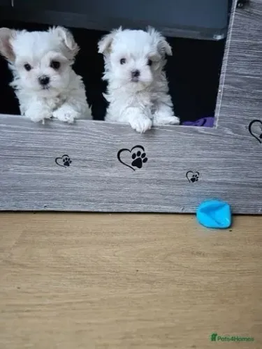 Filhote de cachorro Maltês companheiro leal de pelagem densa
