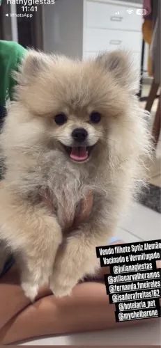 Cachorro spitz alemão 