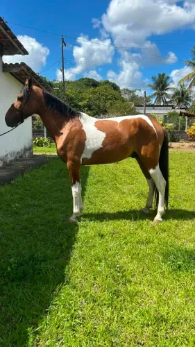 Cavalo Pampa