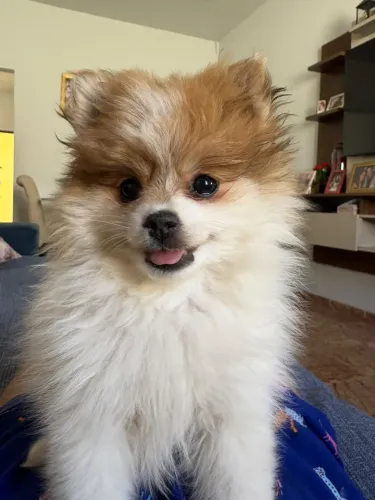 Spitz Alemão 