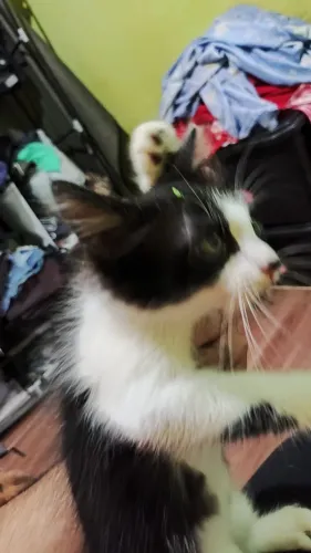 Gato filhote para adoção 